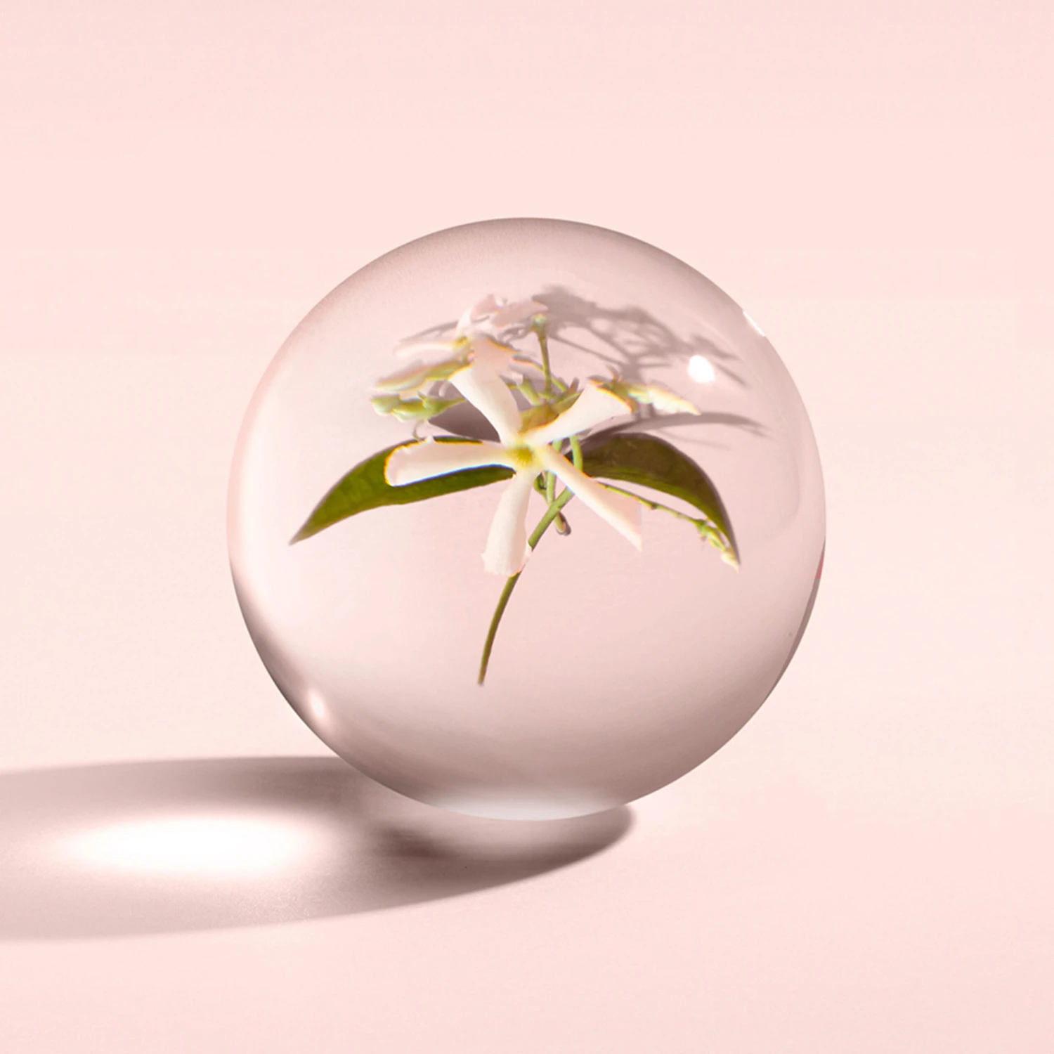 Molton Brown Jasmine & Sun Rose Eau De Toilette 100ml 5 Molton Brown Jasmine & Sun Rose Eau De Toilette 100ml – Image 5