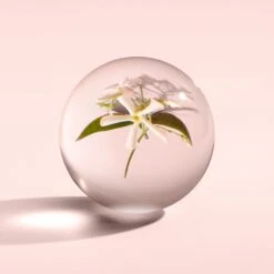 Molton Brown Jasmine & Sun Rose Eau De Toilette Gift Set -Molton Brown WBB931 uk Jasmine Sun Rose 100ml Fragrance Gift Set image 05